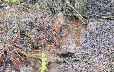 images/Einreichungen/trajuhner-bach-quellgebiet.jpg